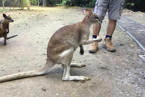 Daintree Luxury Limousine Tour - Full Day - Accommodation Kalgoorlie 10