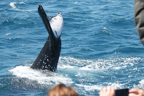 Half-Day Whale Watching In Urangan - Accommodation Kalgoorlie 2