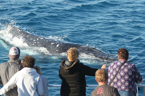Half-Day Whale Watching In Urangan - Accommodation Kalgoorlie 5