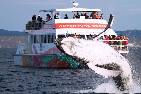 Half-Day Whale Watching In Urangan - Accommodation Kalgoorlie 0