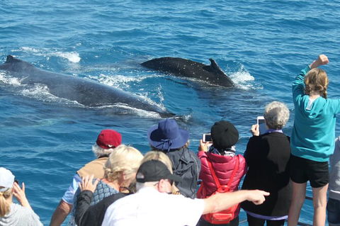 Half-Day Whale Watching In Urangan - Accommodation Kalgoorlie 4