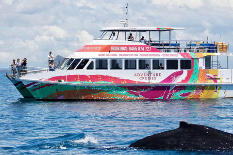 Half-Day Whale Watching In Urangan - Accommodation Kalgoorlie 1
