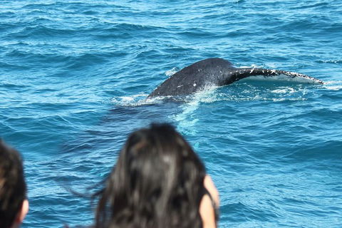 Half-Day Whale Watching In Urangan - Accommodation Kalgoorlie 7