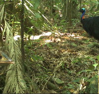 Small-Group Trekking Experience in Daintree National Park - Accommodation Kalgoorlie