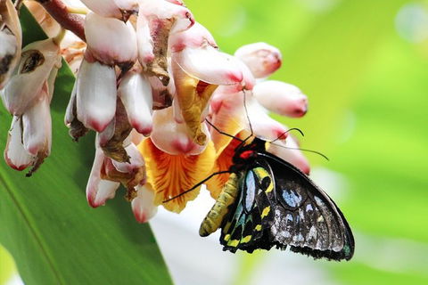 Australian Butterfly Sanctuary- Virtual Interactive Tour With Private Guide - Accommodation Kalgoorlie 7