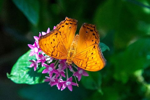 Australian Butterfly Sanctuary- Virtual Interactive Tour With Private Guide - Accommodation Kalgoorlie 1