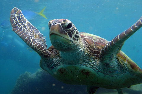 2 Night Whitsunday Islands Cruise On Atlantic Clipper From Airlie Beach - Accommodation Kalgoorlie 6