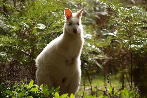 Bruny Island Day Tour, Includes Lunch And Exclusive Lighthouse Tour - Accommodation Kalgoorlie 7
