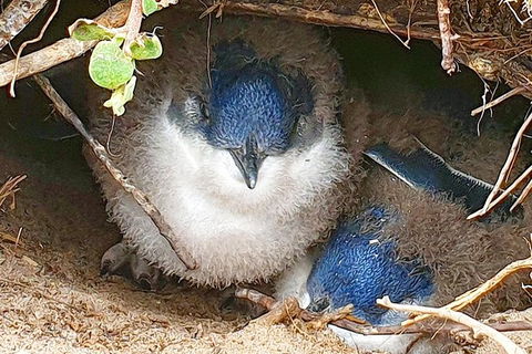 Bruny Island Day Tour, Includes Lunch And Exclusive Lighthouse Tour - Accommodation Kalgoorlie 1