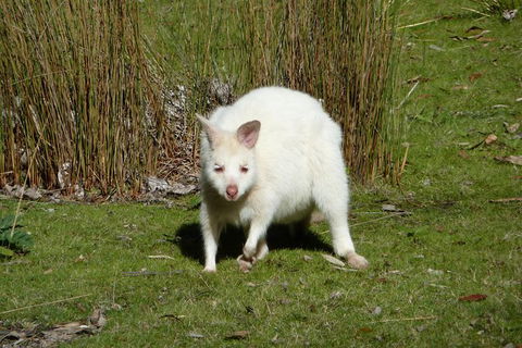 7-Day Super Value Tour Of Tasmania: Explore Tasmania\'s West And East Coasts - Accommodation Kalgoorlie 5