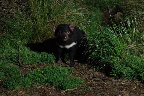 After Dark Tasmanian Devil Feeding Tour At Cradle Mountain - Accommodation Kalgoorlie 1