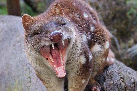 After Dark Tasmanian Devil Feeding Tour At Cradle Mountain - Accommodation Kalgoorlie 4