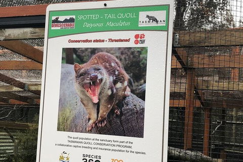 After Dark Tasmanian Devil Feeding Tour At Cradle Mountain - Accommodation Kalgoorlie 2