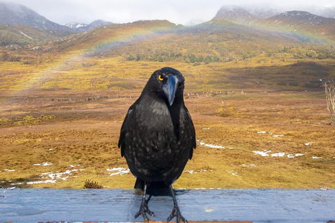 Cradle Mountain Park Explorer - Accommodation Kalgoorlie 5