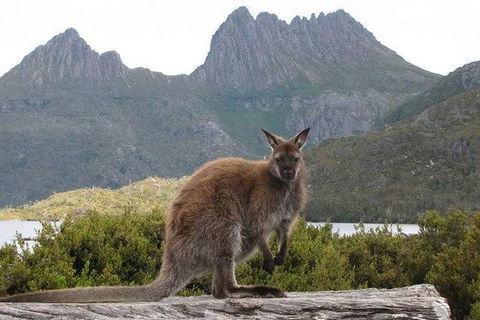 Cradle Mountain Guided Walk With Gourmet Hamper - Accommodation Kalgoorlie 2