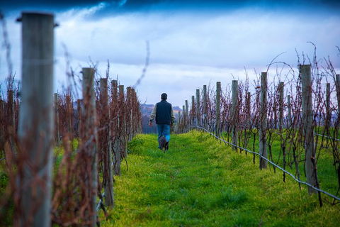 Full Day Tour Hobart: Port Arthur McHenry Gins Bangor Vineyard Wines + Oysters - Accommodation Kalgoorlie 26