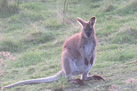Maria Island And East Coast Five Day Cruise - Accommodation Kalgoorlie 7