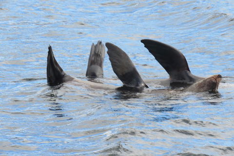 Maria Island And East Coast Five Day Cruise - Accommodation Kalgoorlie 3
