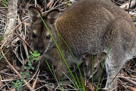 Wineglass Bay Beach Hike - Accommodation Kalgoorlie 19