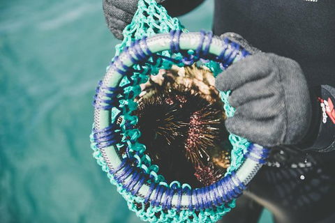 Deep-to-Dish: Tasmanian Seafood Experience - Morning Tour - Accommodation Kalgoorlie 6