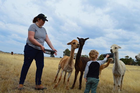 Alpaca Farm Tours With Toffeemont - Accommodation Kalgoorlie 4