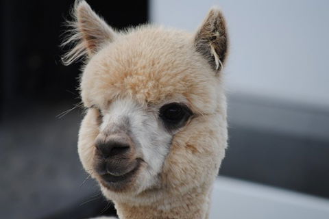 Alpaca Farm Tours With Toffeemont - Accommodation Kalgoorlie 0