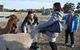 Alpaca Farm Tours With Toffeemont - thumb 2