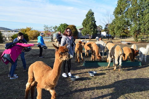 Alpaca Farm Tours With Toffeemont - Accommodation Kalgoorlie 5