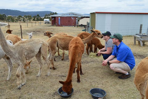 Alpaca Farm Tours With Toffeemont - Accommodation Kalgoorlie 3