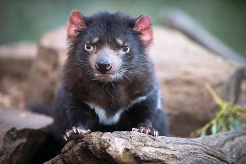 Cruise Ship Special From Hobart: Richmond And Bonorong Wildlife Park Shuttle - Accommodation Kalgoorlie 0