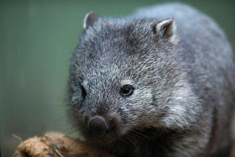 Cruise Ship Special From Hobart: Richmond And Bonorong Wildlife Park Shuttle - Accommodation Kalgoorlie 2