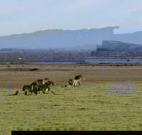 Spend a day in one of Tasmania's best wildlife National Park's - Accommodation Kalgoorlie