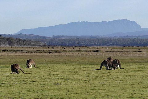 Spend A Day In One Of Tasmania\'s Best Wildlife National Park\'s - Accommodation Kalgoorlie 0