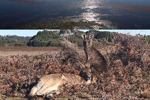 Spend A Day In One Of Tasmania\'s Best Wildlife National Park\'s - Accommodation Kalgoorlie 4