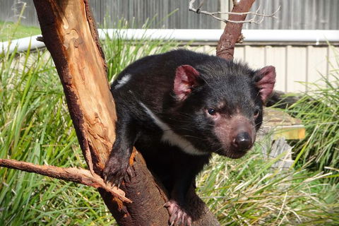 6-Day Tasmania Small-Group Guided Tour With Gourmet Food - Accommodation Kalgoorlie 4