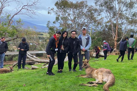 Bonorong Wildlife Volunteer Tour - Accommodation Kalgoorlie 1