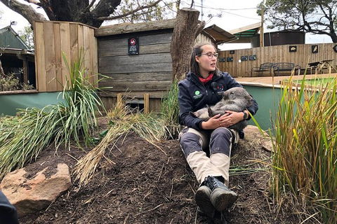 Bonorong Wildlife Volunteer Tour - Accommodation Kalgoorlie 5
