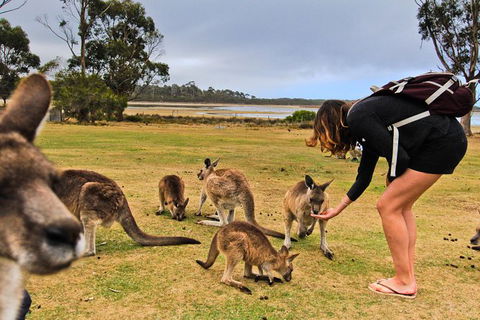 2-Day Tas East Coast Escape Tour Including Bay Of Fires, Wineglass Bay & Devils - Accommodation Kalgoorlie 7