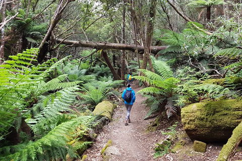 Mt. Wellington Morning Hike + Afternoon Beer & History Walk - Accommodation Kalgoorlie 7