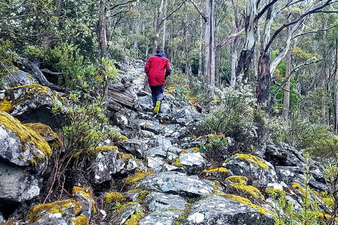 Mt. Wellington Morning Hike + Afternoon Beer & History Walk - Accommodation Kalgoorlie 8