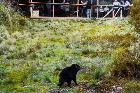 1-Hour Tasmanian Devil Feeding Day Tour At Cradle Mountain - Accommodation Kalgoorlie 4