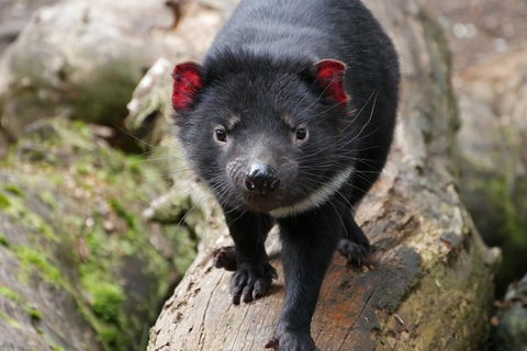 1-Hour Tasmanian Devil Feeding Day Tour At Cradle Mountain - Accommodation Kalgoorlie 1