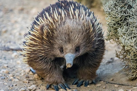 The Great Ocean Road 1 Day Private Sunset Tour - Accommodation Kalgoorlie 2