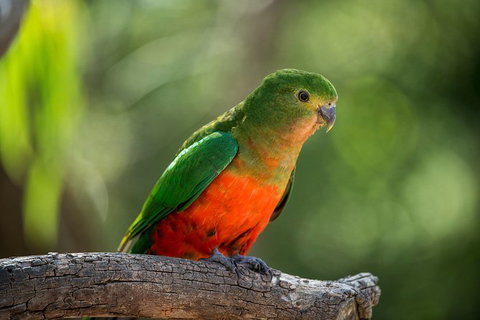 The Great Ocean Road 1 Day Private Sunset Tour - Accommodation Kalgoorlie 4