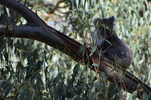 Great Ocean Road Tour Plus Koalas, Forest Walk And Morning Tea. - Accommodation Kalgoorlie 2