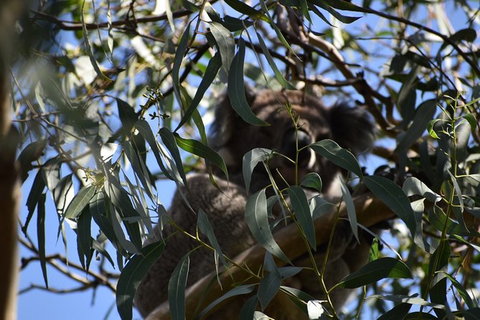 Great Ocean Road Tour Plus Koalas, Forest Walk And Morning Tea. - Accommodation Kalgoorlie 6