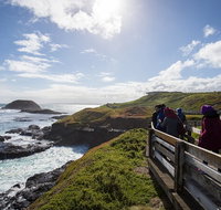 Full-Day Bus Tour Phillip Island Wildlife and Brighton Beach - Accommodation Kalgoorlie