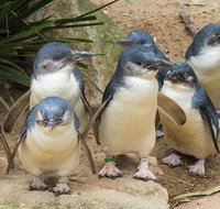 Healesville Sanctuary And Phillip Island Wildlife Bus Tour - Accommodation Kalgoorlie