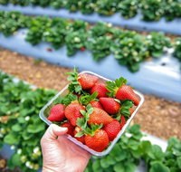 Mornington Peninsula Private Food Trail Tour with Pickup - Accommodation Kalgoorlie