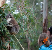 2 Day Exclusively Private Tour Of Phillip Island  The Great Ocean Road - Accommodation Kalgoorlie